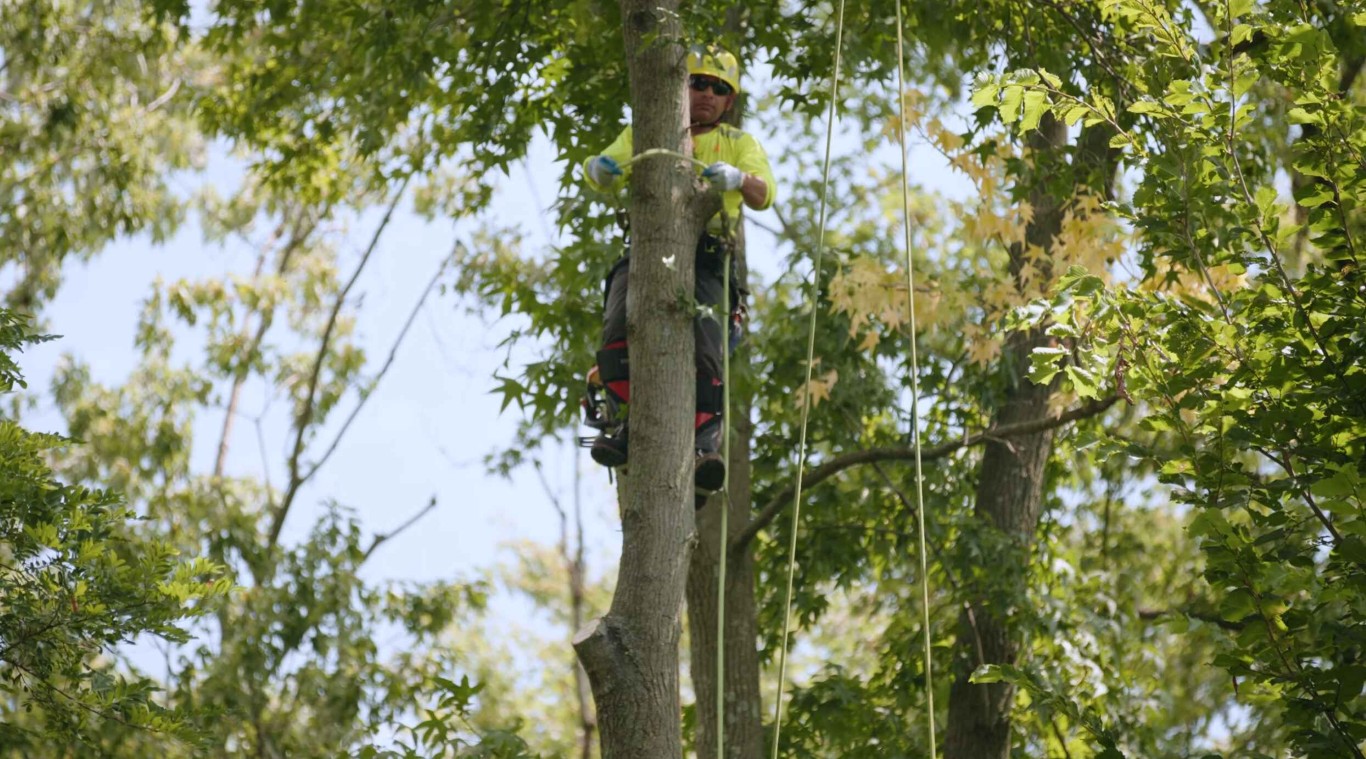 Certified arborist working on tree in Yucaipa, CA
